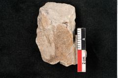 Foto (Detailansicht) von Araucaria oweni Ettingshausen (NHMW-GEO-2024-0188-10112b)